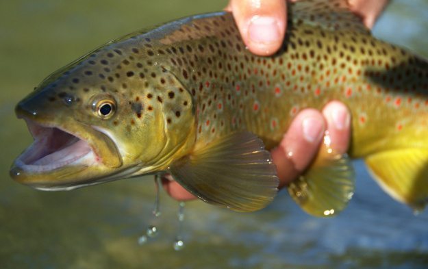 Why Programming is Like Fly Fishing