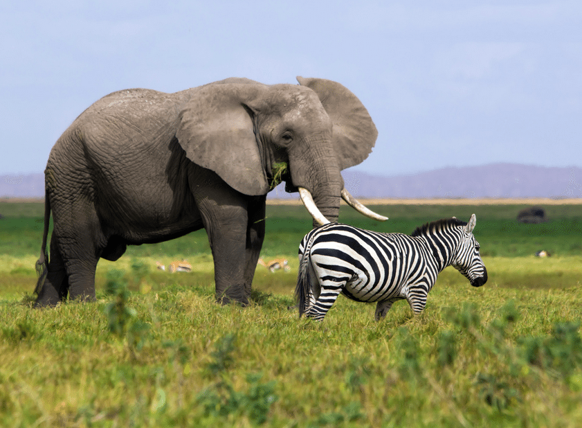 Photo of elephant and zebra by MarcProudfoot on Flickr