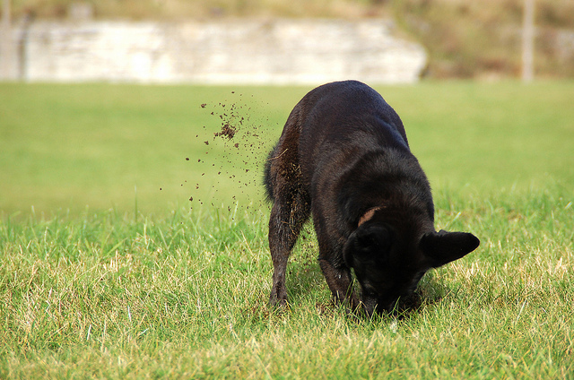 Photo of dog digging by jettef on Flickr
