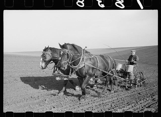 Work horses