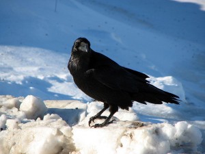 Image of Raven by Tuchodi