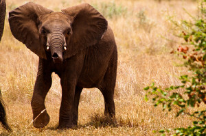 Photo of Elephant by Richard Atkinson, http://www.flickr.com/photos/richardatuct/6719197685/