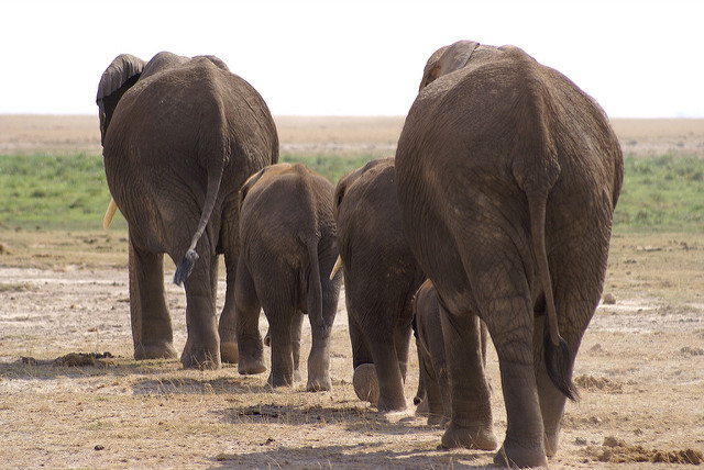 Elephant backs, Photo by Alan Jones
