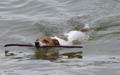 Go Fetch 2! (JavaScript Fetch API)