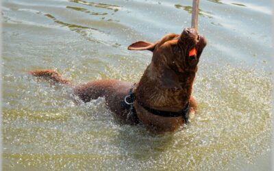 Go Fetch! (JavaScript Fetch API)