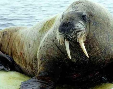 When software gets long in the tooth -- like a walrus.