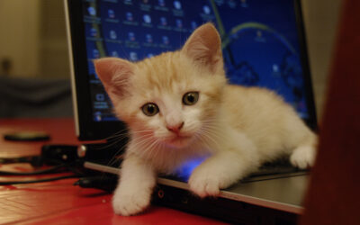 Maintaining Your Application — It’s Like Owning A Cat