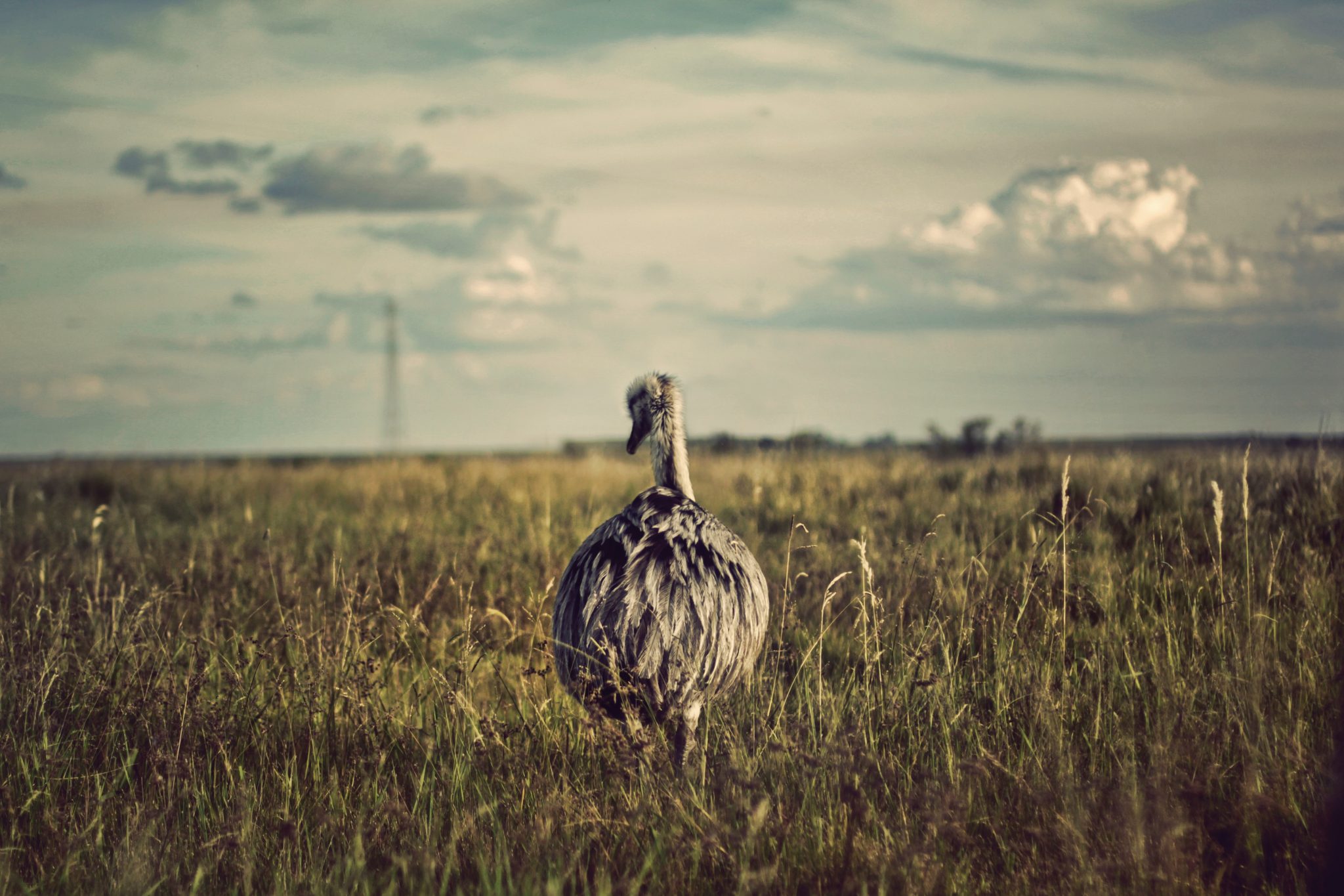Image of Emu bird strolling through the grass. Photo courtesy of ariana-prestes-4589-unsplash.com