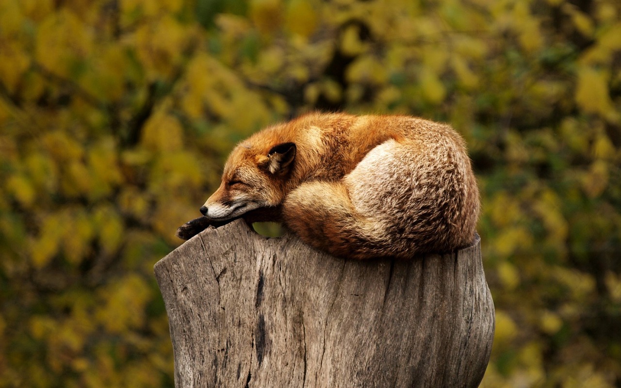 Image of fox on a stump.