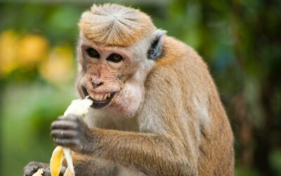 Book Review: Programming Beyond Practices