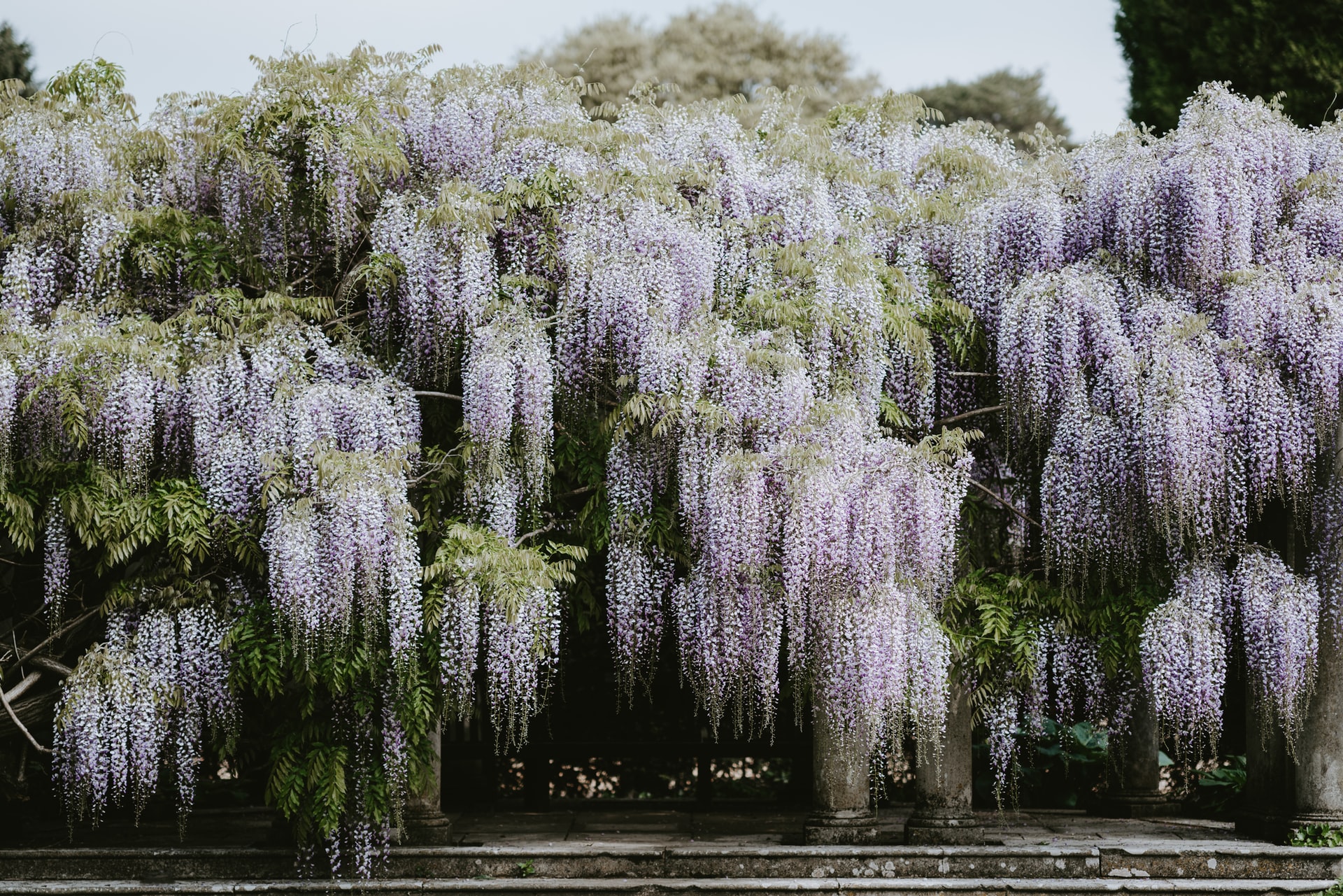 Photo of wisteria Photo by Annie Spratt on Unsplash