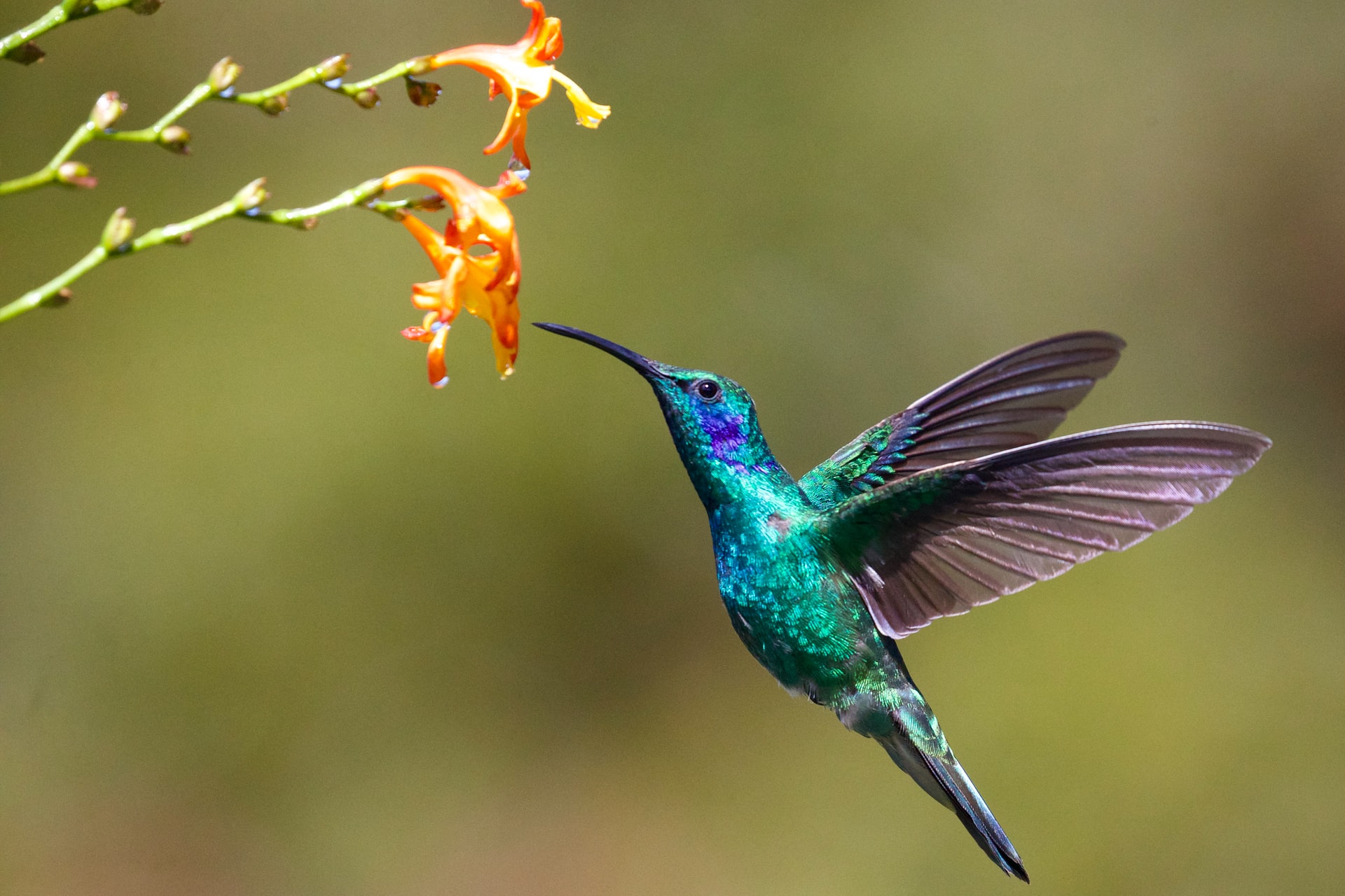 Photo of hummingbird Photo by James Wainscoat on Unsplash