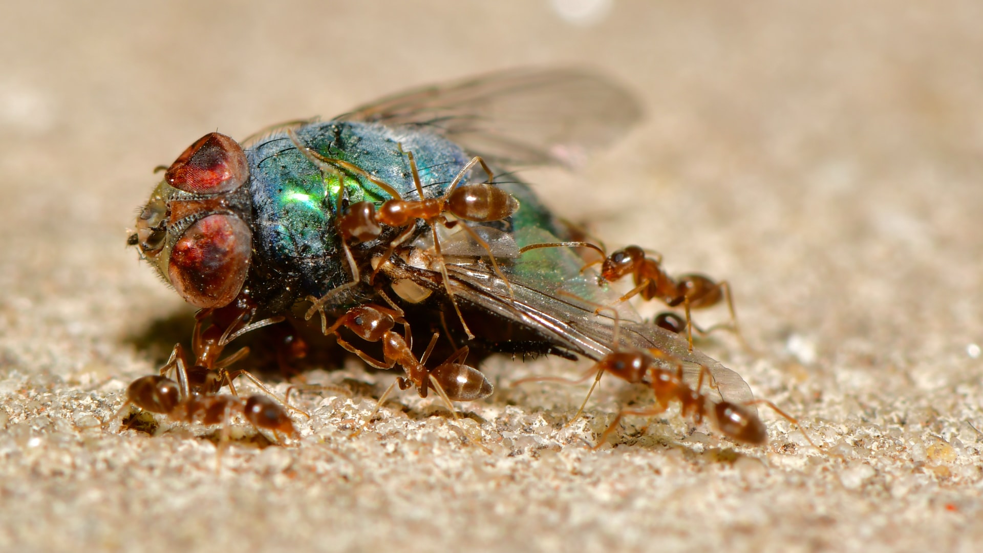 Image of ants debugging a fly. Photo by Juan Pablo Mascanfroni on Unsplash