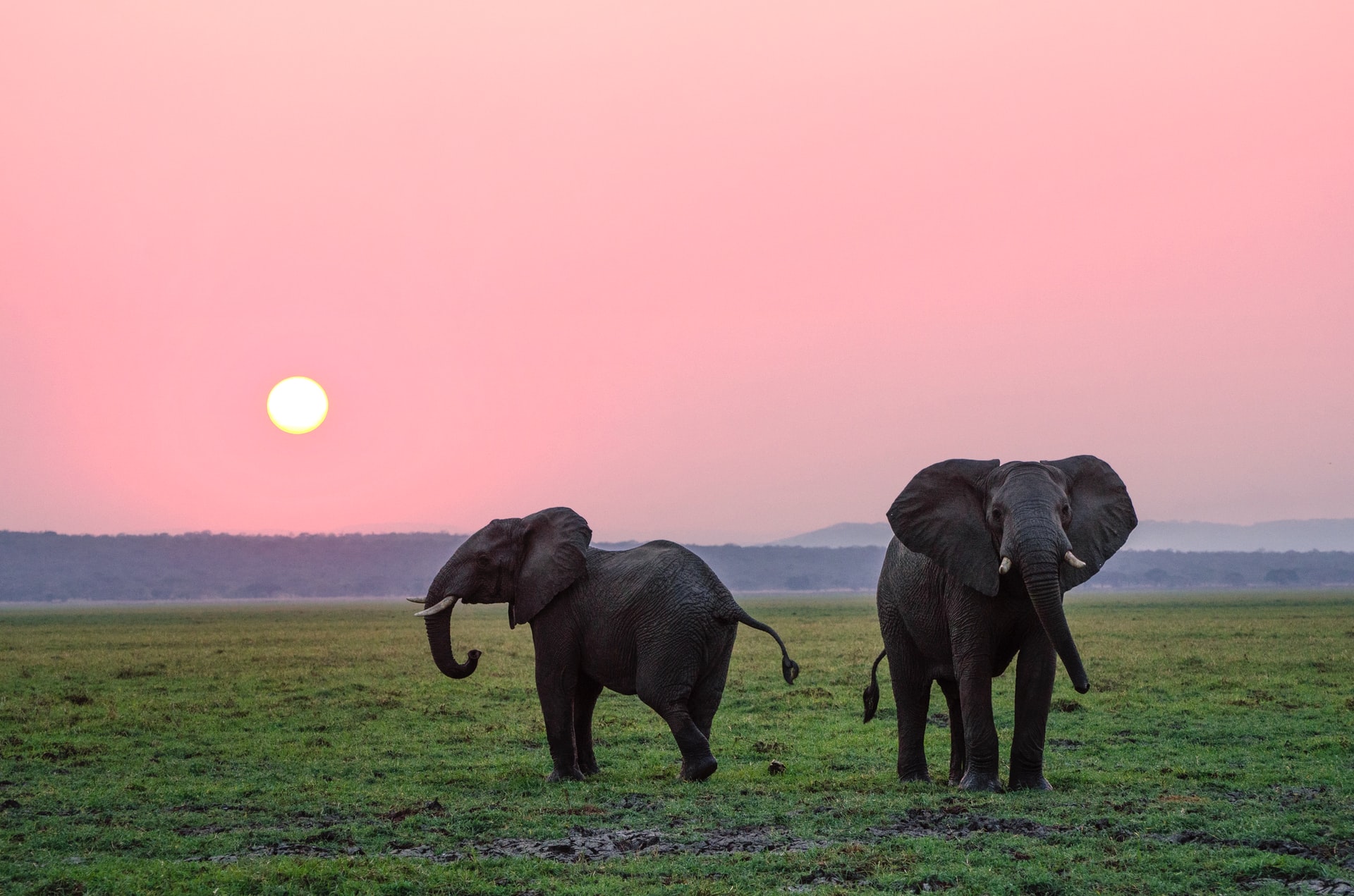 Image of Elephants by Mylon Ollila on Unsplash