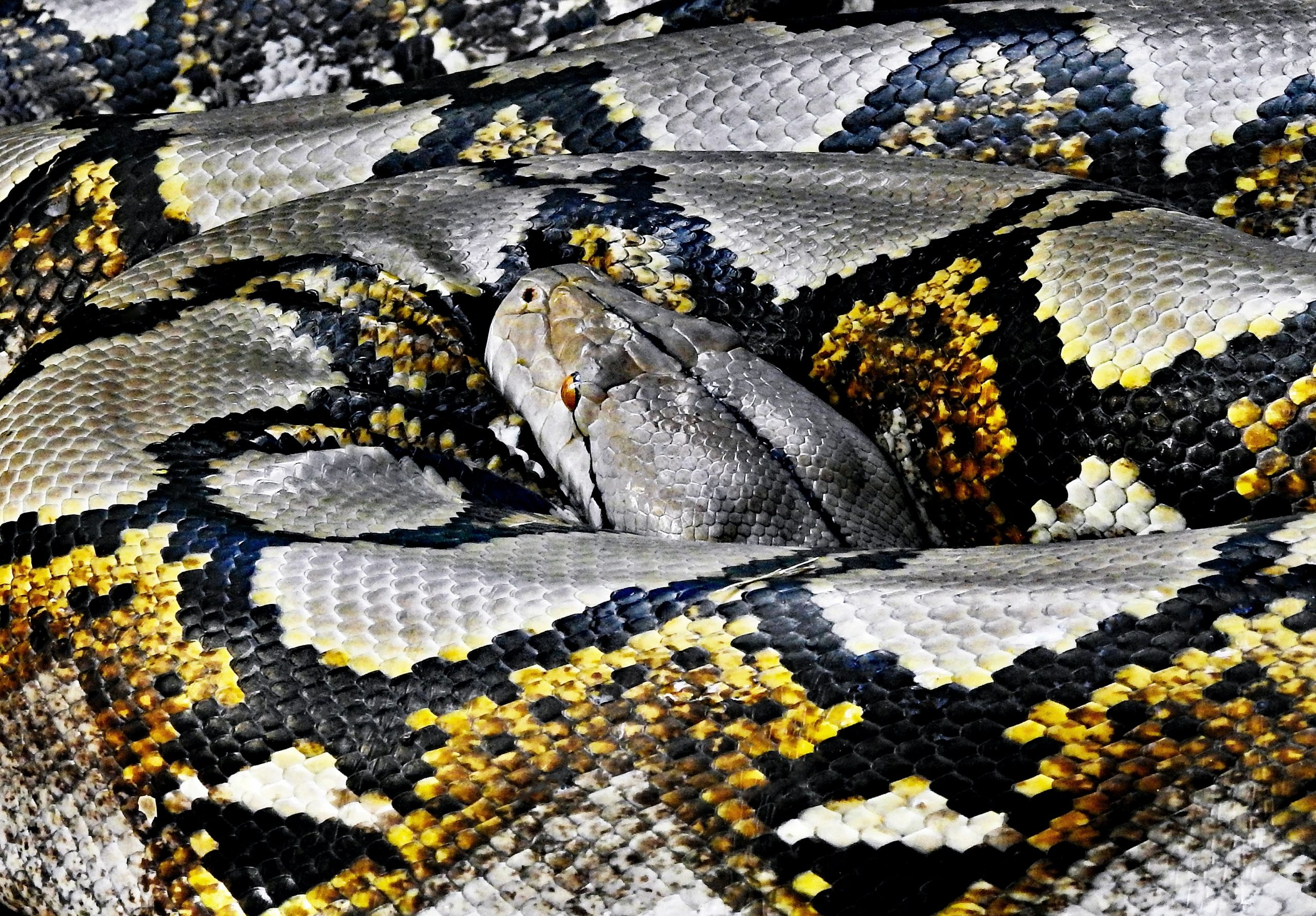 Photo of python by David Clode on Unsplash