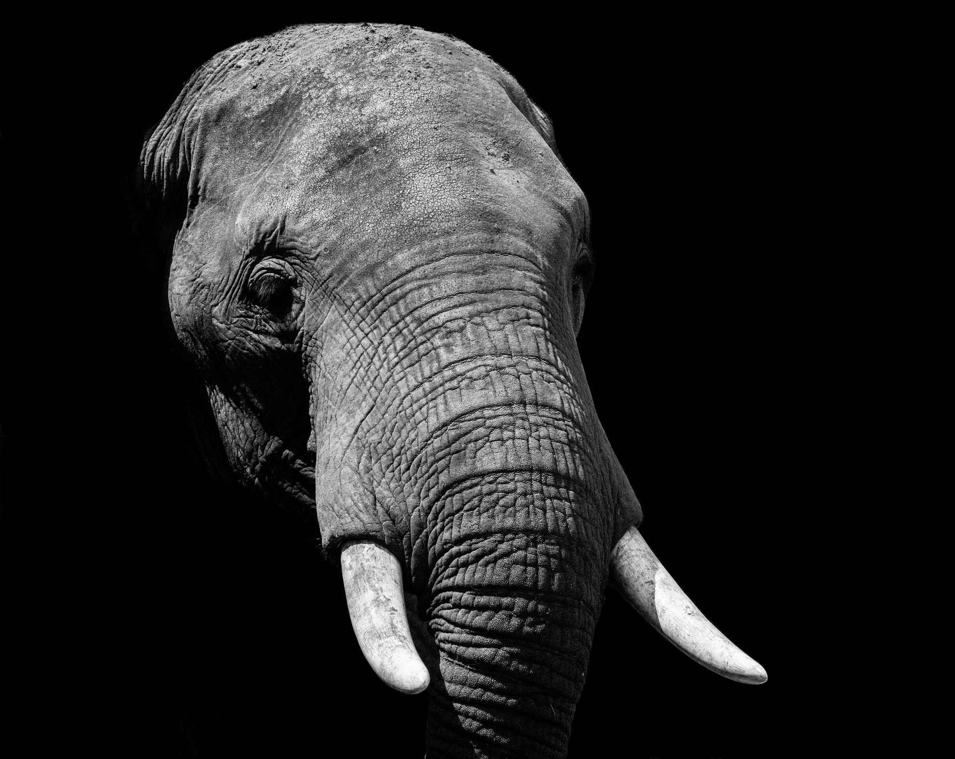 Photo of Elephant by James Hammond on Unsplash